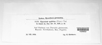 Epichloe typhina image